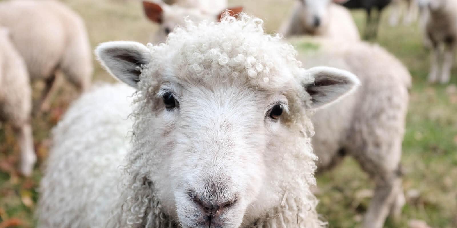 Schafe auf der Weide